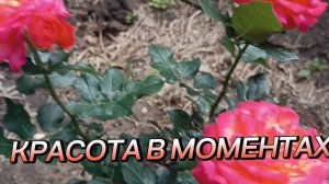 NILLETO**💜❤СЕРДЦЕ ОСТЫЛО**.КРАСОТА ВО ВСЕМ ЧТО НАС ОКРУЖАЕТ..