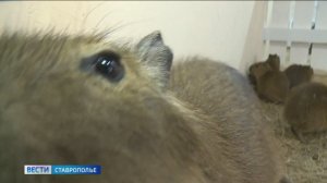 Вести. Ставропольский край» 24.06.2026 (21.10)