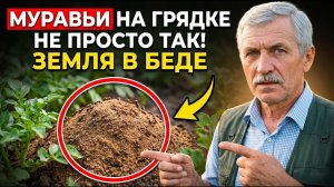 Муравьи на грядке не просто так. Они выдают то, что скрывает земля ✅