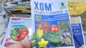 Попытка спасти урожай после потопа.Фитофтора тут,как тут.Строби работает даже в сырую погоду.Тверь
