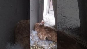 я гуляю с Яриком. (часть 3)