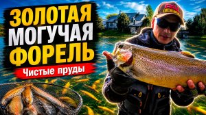 ШОК! Спиннинг в щепки! Что творит эта форель?! Чистые пруды, Нарткала! Попал на раздачу!
