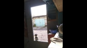 Саратовский Лучано Паваротти