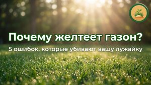 Почему желтеет газон? 5 ошибок, которые убивают вашу лужайку