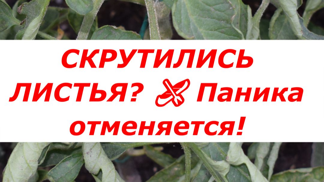 Скрутились листья у томатов? Срочно сделай это! 🍅