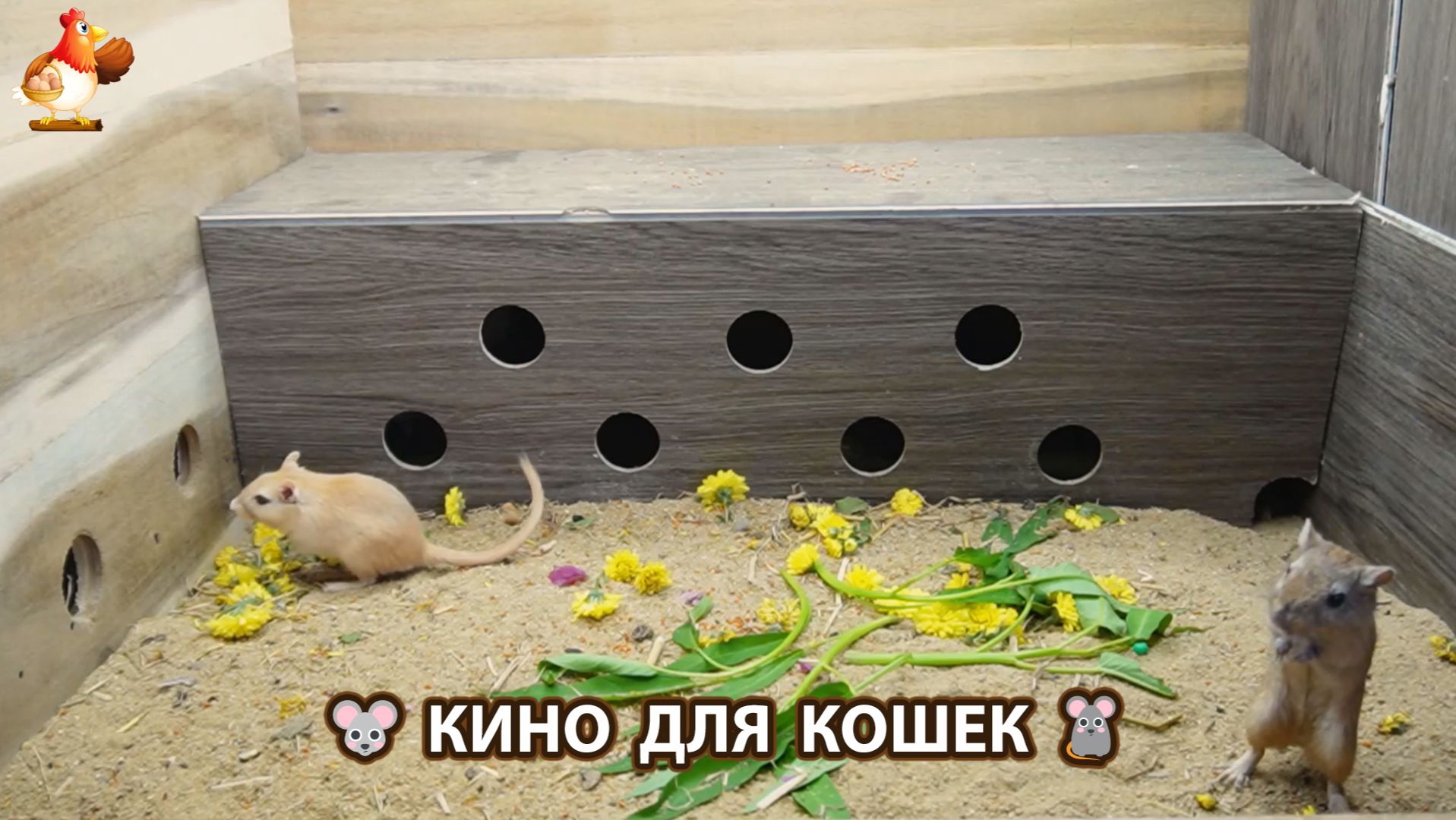 Видео для кошек про крысок развлекать питомцев 🐭🐀😂 568 смотреть онлайн