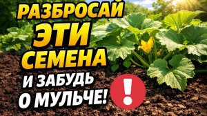 Забудьте о соломе и опилках! Эти 2 растения заменят мульчу навсегда!