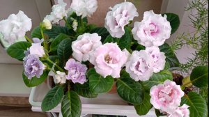 как выращивать глоксинии из семян? показываю вам мои сеянцы ☺👍🌱🌱🌱подарю кому хочется
