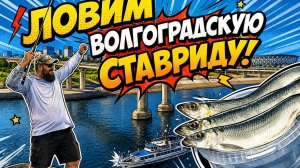 ПОЙМАЛИ СЕЛЕДКУ В ЦЕНТРЕ ГОРОДА | КИДАЙ-КРУТИ-ЛОВИ!