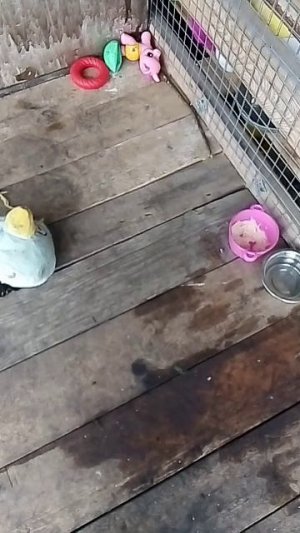 собака🐶🐶🐶моя