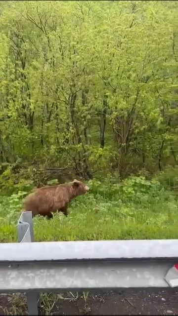 🐻 Мишка вышел из леса в подмосковных Луховицах
