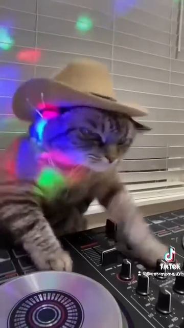 🐈😎🎹🎶