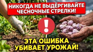 90% ДАЧНИКОВ ДЕЛАЮТ ЭТУ ОШИБКУ С ЧЕСНОКОМ - НЕ ТРОГАЙТЕ СТРЕЛКИ!