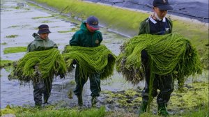 Потрясающий тайваньский сбор урожая водяная лилия и мед