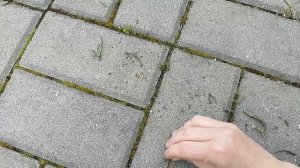 Сорняки.. (2 последняя часть)