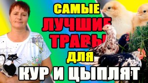 Самые ЛУЧШИЕ ТРАВЫ для кур и цыплят.