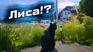 Встреча котов с лисой во дворе: секунды до встречи. Чёрные коты продолжили прогулку