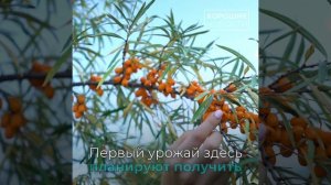 Сердце из 42 тыс. кустов облепихи появилось в Калининградской области