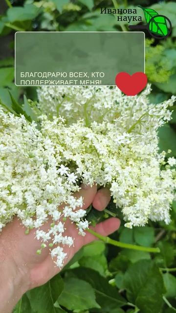 🌿 ЭТОТ секрет спас ВЕСЬ сад! Природный щит от вредителей и болезней. 💪 Находка для любого дачника!