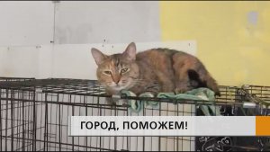 Спасённые во время пожара кошки надышались угарным газом, но их жизни сейчас ничего не угрожает
