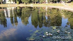 Лебединое озеро превратили в утиный пруд в Воронеже...