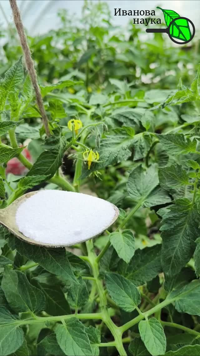 🥄 Одна ложка ЭТОГО средства и томаты 🍅 завалят сладким урожаем! ❌ Никаких замерших завязей!