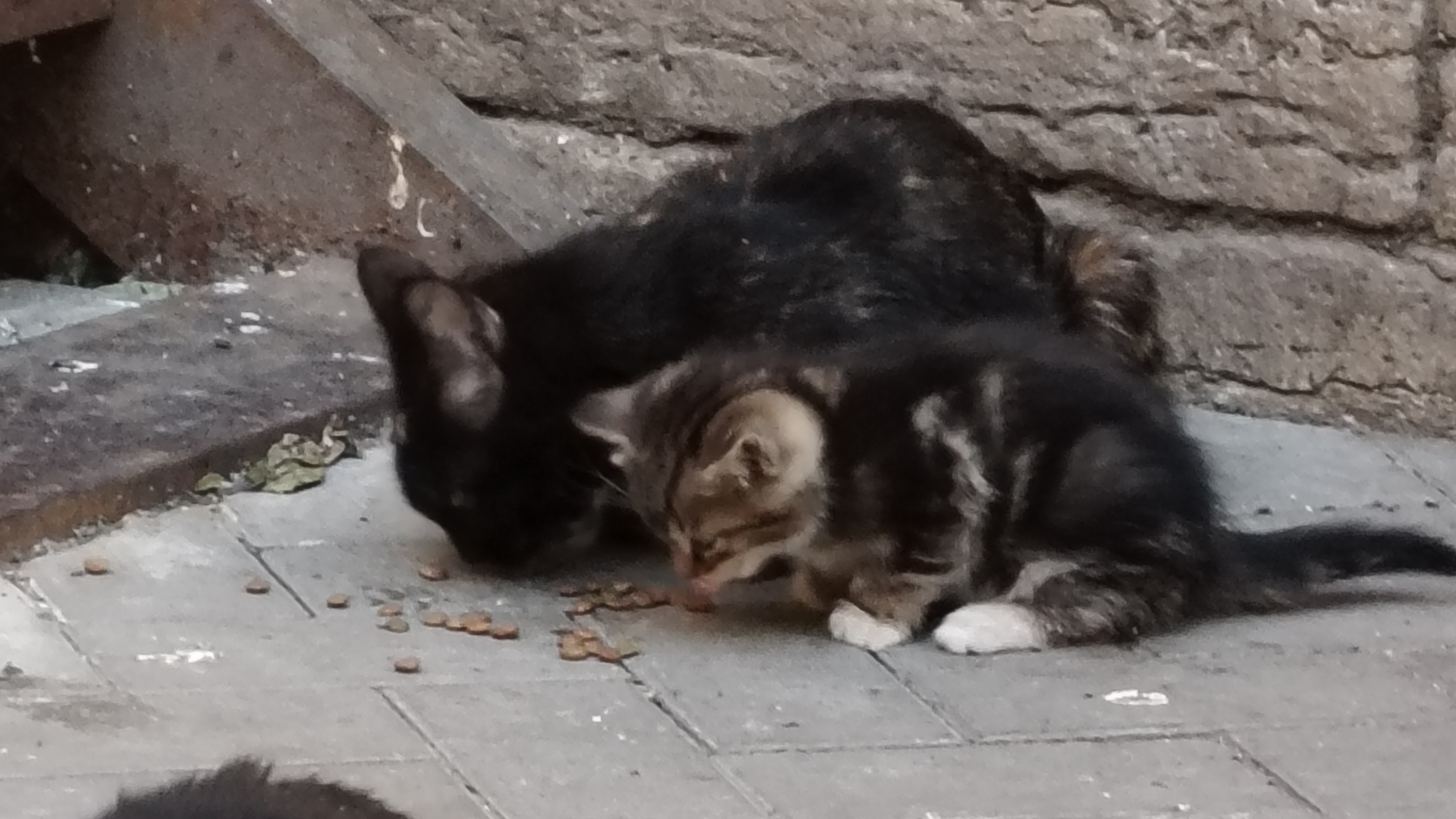 котики