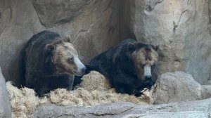 слоны, медведи, леопард, обезьяны, поющие птицы и другие обитатели зоопарка Сан-Диего || часть 2
