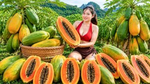 Сбор урожая гигантской папайи весом 1000 кг | Продано на местном рынке.