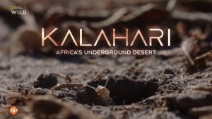 Калахари - подземная пустыня Африки (2026) / Kalahari - Africa's Underground Desert