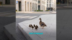 На Камчатке работники суда спасли утиное семейство