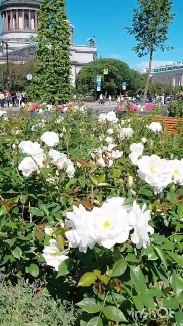 Сад-трансформер в центре Санкт-Петербурга #сад #спб #лето2026 #цветы #прорастения #путешествия