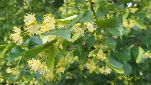 Медовый аромат 🌿