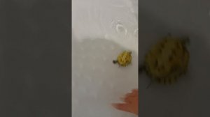 350.mp4