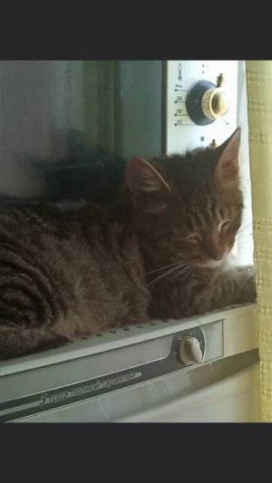 Моя Кошка 😼 Кайфует😎 Редом С Микроволновкой😌