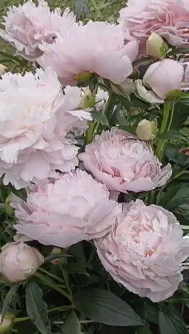 Красота цветов пиона.