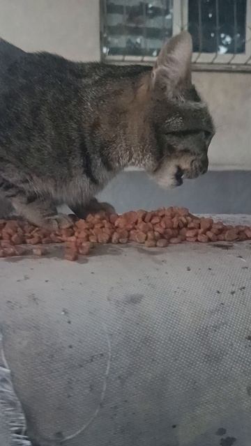 Кормлю уличного котика🐱 смотреть онлайн