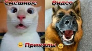 СМЕШНЫЕ КОТЫ | ЛУЧШИЕ ПРИКОЛЫ С КОТАМИ, СОБАКАМИ, КОШКИ, СОБАКИ, ЖИВОТНЫЕ, СМЕШНОЕ ВИДЕО