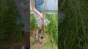 похороны птицы