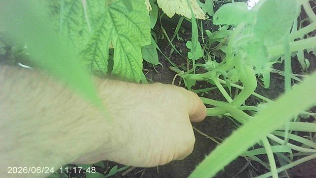 Обзор грядки с грунтовыми кабачковыми растениями смотреть онлайн