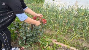 Юра на работу — я на дачу! Дел переделала кучу, а на ужин любимые кабачковые оладьи