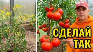 Цветут ТОМАТЫ, а плодов нет? Прямо сейчас: подвязка, формировка, подкормка, защита от болезней