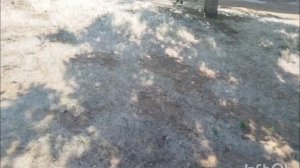 Тополиный пух 06.20206