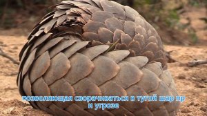 НИКТО НЕ ВЕРИЛ, пока они это не сняли! Самая БОЛЬШАЯ ЗМЕЯ на Земле СНЯТА НА КАМЕРУ. Это Титанобоа?