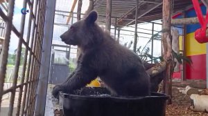 Обитатели Карельского зоопарка спасаются от жары с помощью водных процедур