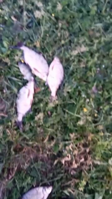 😍 Нарыбачились  🐟 (ч.2) 👍🤪