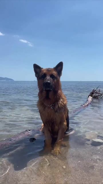 И деловой и крутой и красивый 😁😅🌴🌊🫶