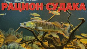 СКОЛЬКО СЪЕДАЮТ В СУТКИ СУДАК И ОКУНЬ