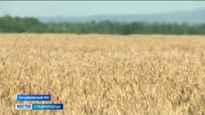 Аграрии Ставрополья приступают к уборке озимых зерновых