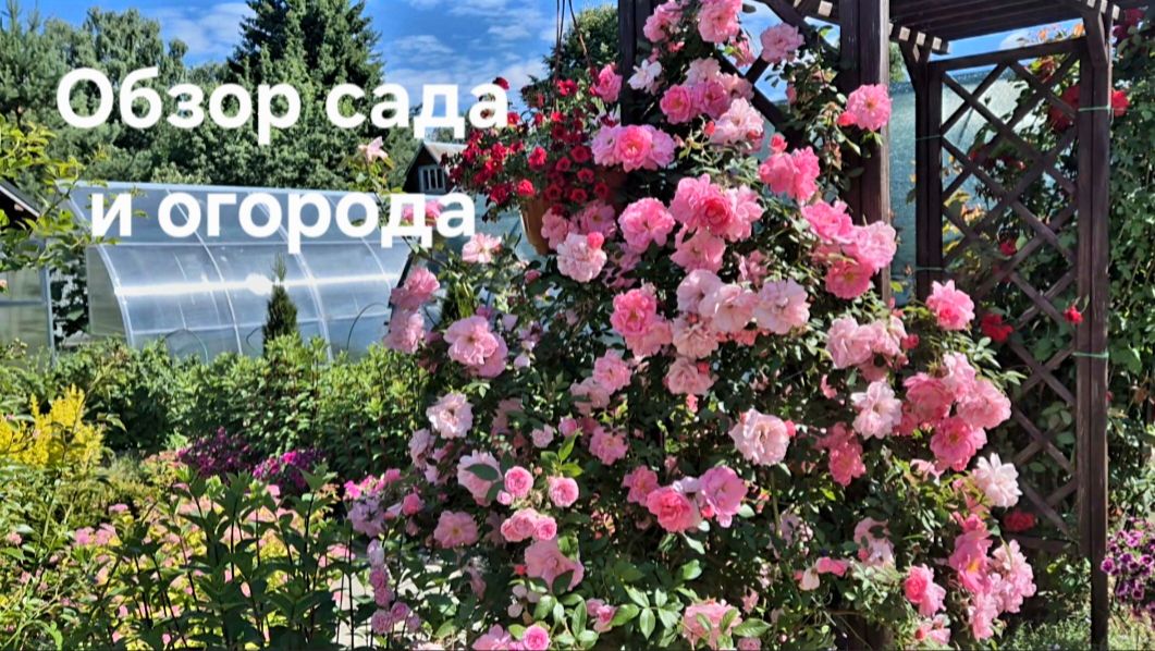 Обзор сада и огорода в конце июня. Розарий. Новинки для сада. Пруд. смотреть онлайн